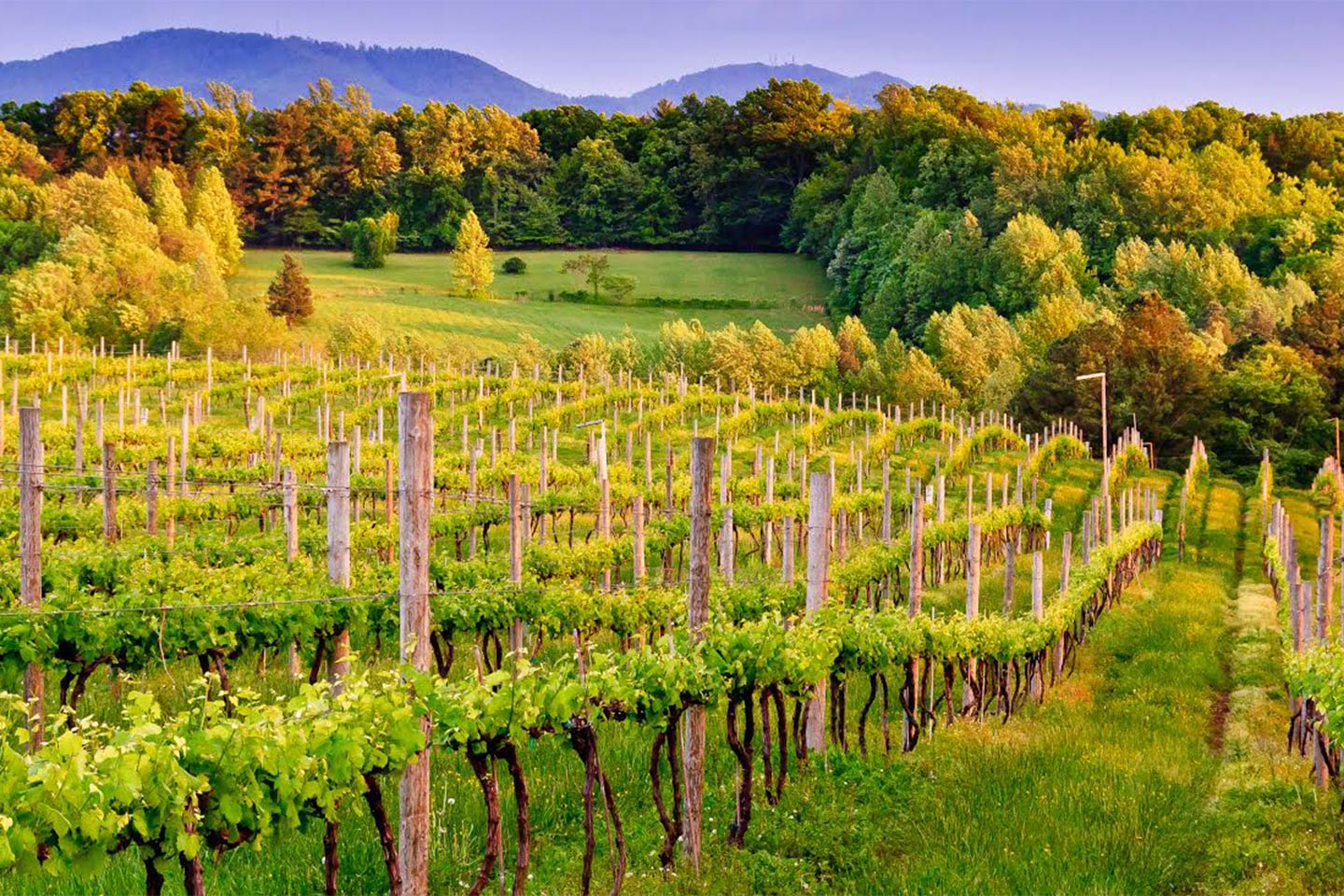Vineyard in Central Virginia